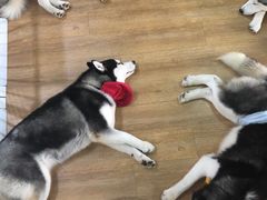 -Husky Go! 哈士奇体验馆·宠物咖啡厅狗咖