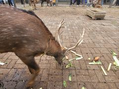 -长白岛森林公园