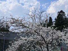 -大围山国家森林公园