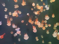-石家庄极地海洋世界