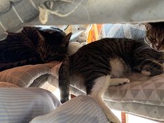 -海边的猫和咖啡馆