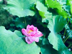-陈家山荷花公园