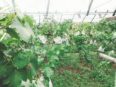 -马陆小张葡萄园农家乐