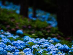 -临平公园(临平街道)