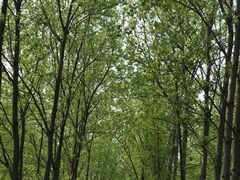 -合肥滨湖国家森林公园