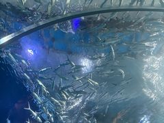 -海合安武汉极地海洋公园