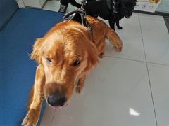 -北京恒爱动物医院(清景园分院)