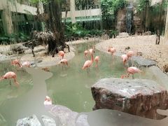 景观位-白虎自助餐厅·真老虎·景观自助餐厅(广州长隆酒店)