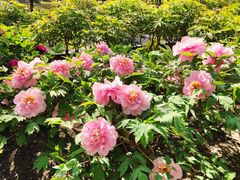 -莲花池公园