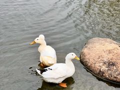 -新江湾城公园
