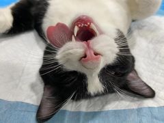 -荔康动物医院(康王北路店)