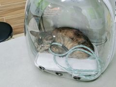 -爱侣宠医·鹦鹉专科·小型哺乳类·异宠专科(灵石路店)