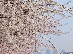 -桃花堤公园
