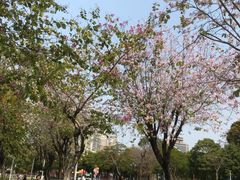 -金砂公园