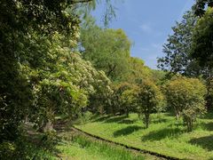 -上海共青森林公园