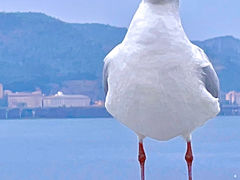 -海埂大坝