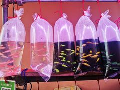 -中环花鸟鱼虫市场