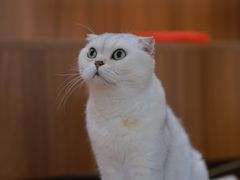 -有猫主题·治愈系猫咖(曾厝垵店)