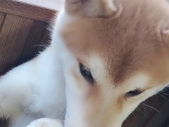 -柴源莊·柴小宠柴犬咖啡
