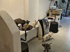 -琪喵猫屋·撸猫猫咖·猫舍