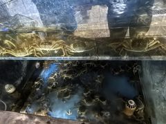 -渔娘蟹庄(阳澄湖莲花岛店)