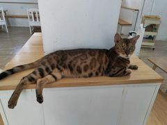 -李小姐の猫咖啡馆(五角场店)