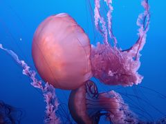 -太平洋海底世界