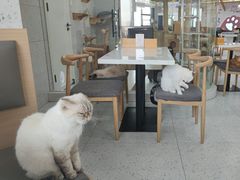 -喵园·猫主题咖啡厅·撸猫·猫咖(国贸店)