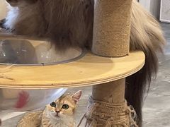-楼上猫咖(罗湖店)