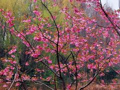 -梁鸿国家湿地公园