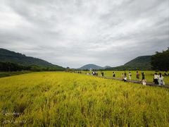 -艾米稻香小镇