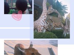 -清迈夜间动物园