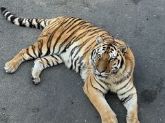 -大连森林动物园