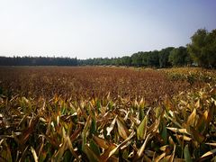 -艾溪湖湿地公园