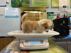 -宠颐生斯嘉宠物医院·急重症·心内科(谷阳北路分院)
