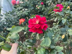 -人民公园(罗湖区)