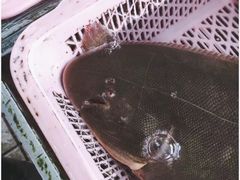 -南沙十九涌渔人码头-南门