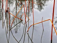 -大宁郁金香公园-停车场