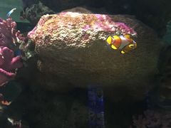 -暹罗海洋世界