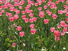 -洛阳郁金香牡丹园