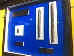 -上海昆虫博物馆