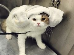 -PETKIT小佩宠物(古北店)