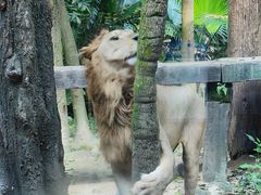 -广州长隆野生动物世界
