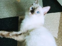-Bastet sally猫舍购宠(静安店)