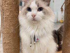 -楼上猫咖(罗湖店)
