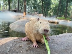 -北京野生动物园