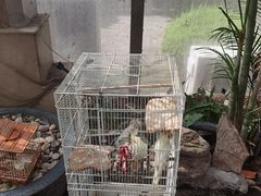 -上海大自然野生昆虫馆(东方明珠·爬宠昆虫探索中心)