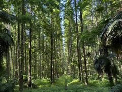 -黄海国家森林公园