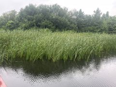 -同里国家湿地公园