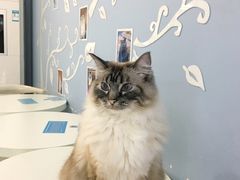 -喵的天空名猫咖啡馆·撸猫·猫舍·用品